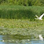 The Vistula Lagoon, swan flying above the water