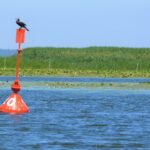 The Vistula Lagoon. Cormorant on a red buoy.